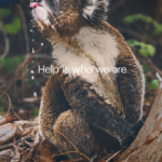 5 Brands That Won Australian Advertising Awards [+What Marketers Can Learn From Them]